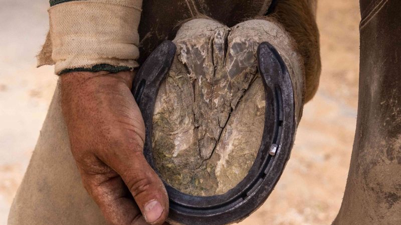Wearing horseshoes – Do Horses really need them?