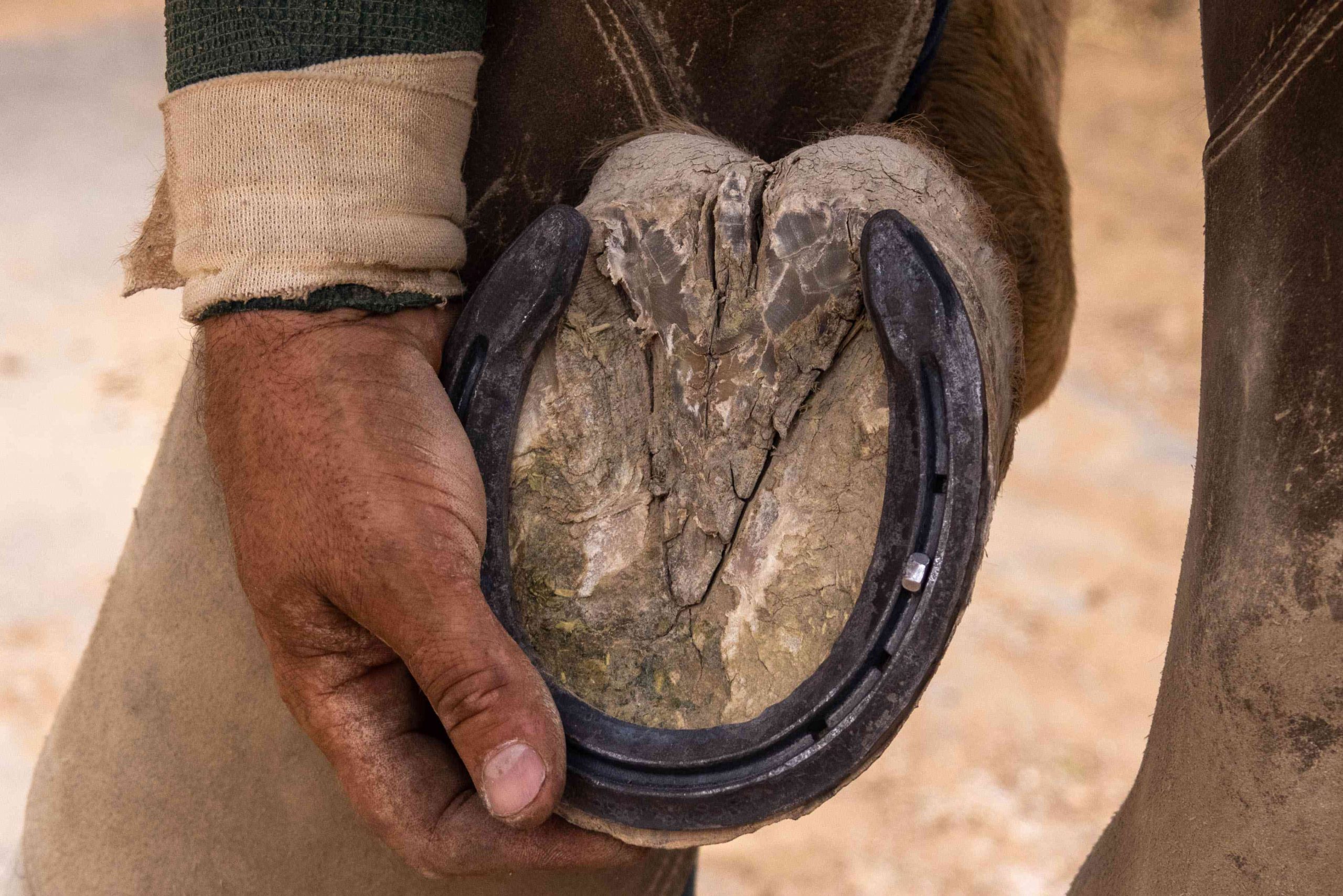 Wearing horseshoes – Do Horses really need them?