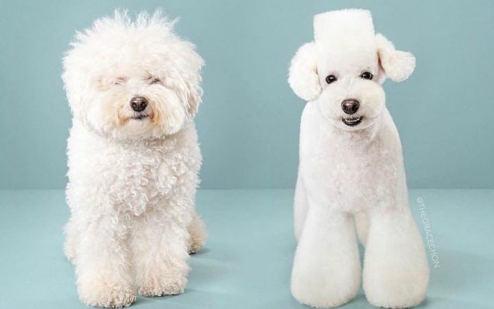 Learn How to Choose a Dog Groomer.